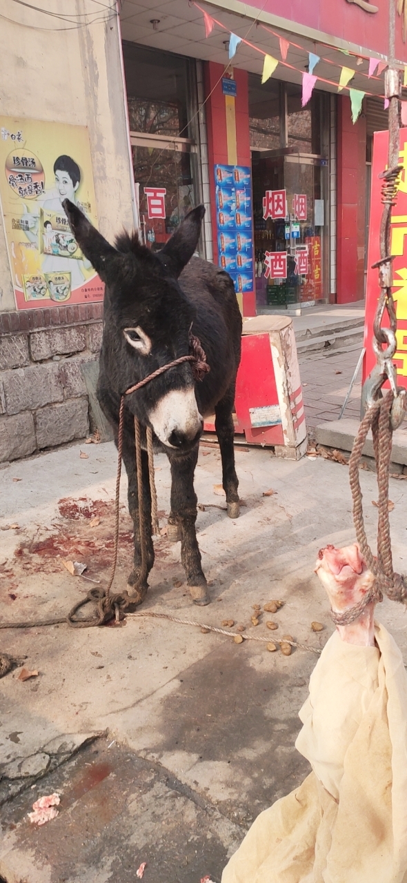 现杀活牛活羊活驴,地址枣园供销超市红绿灯往南100