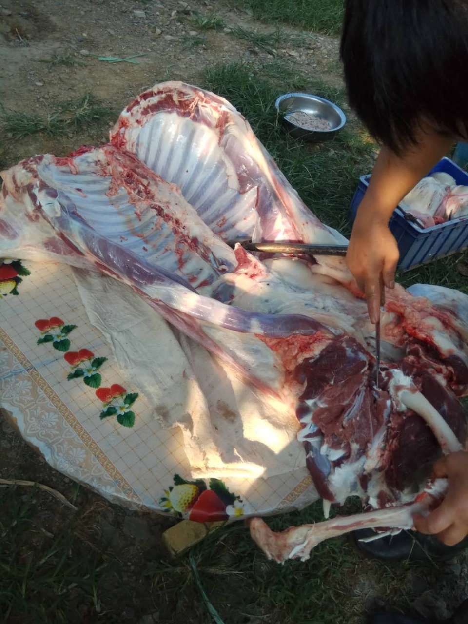 预订羊肉片自己家的羊都是当年的小公羊不掺任何