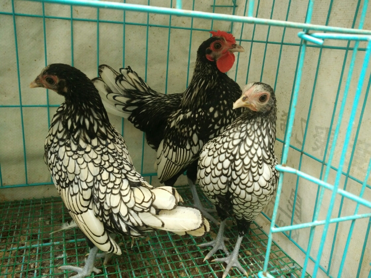 中国小型鸡品种图片