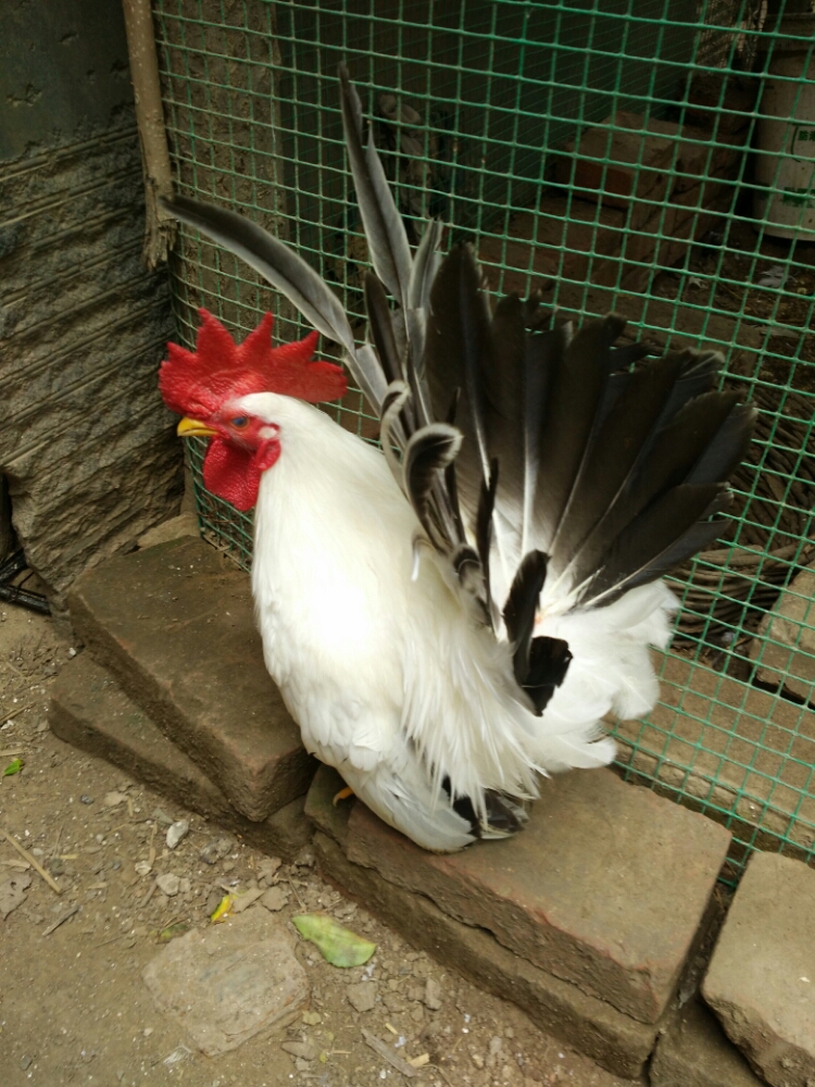 中国观赏鸡小型图片