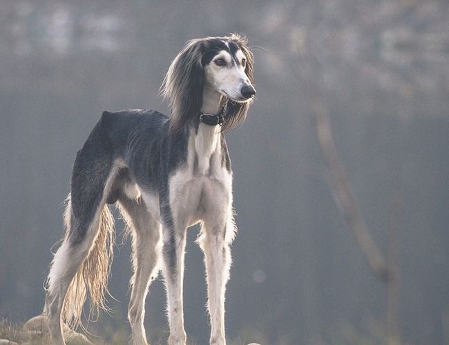 萨路基猎犬颜色图片