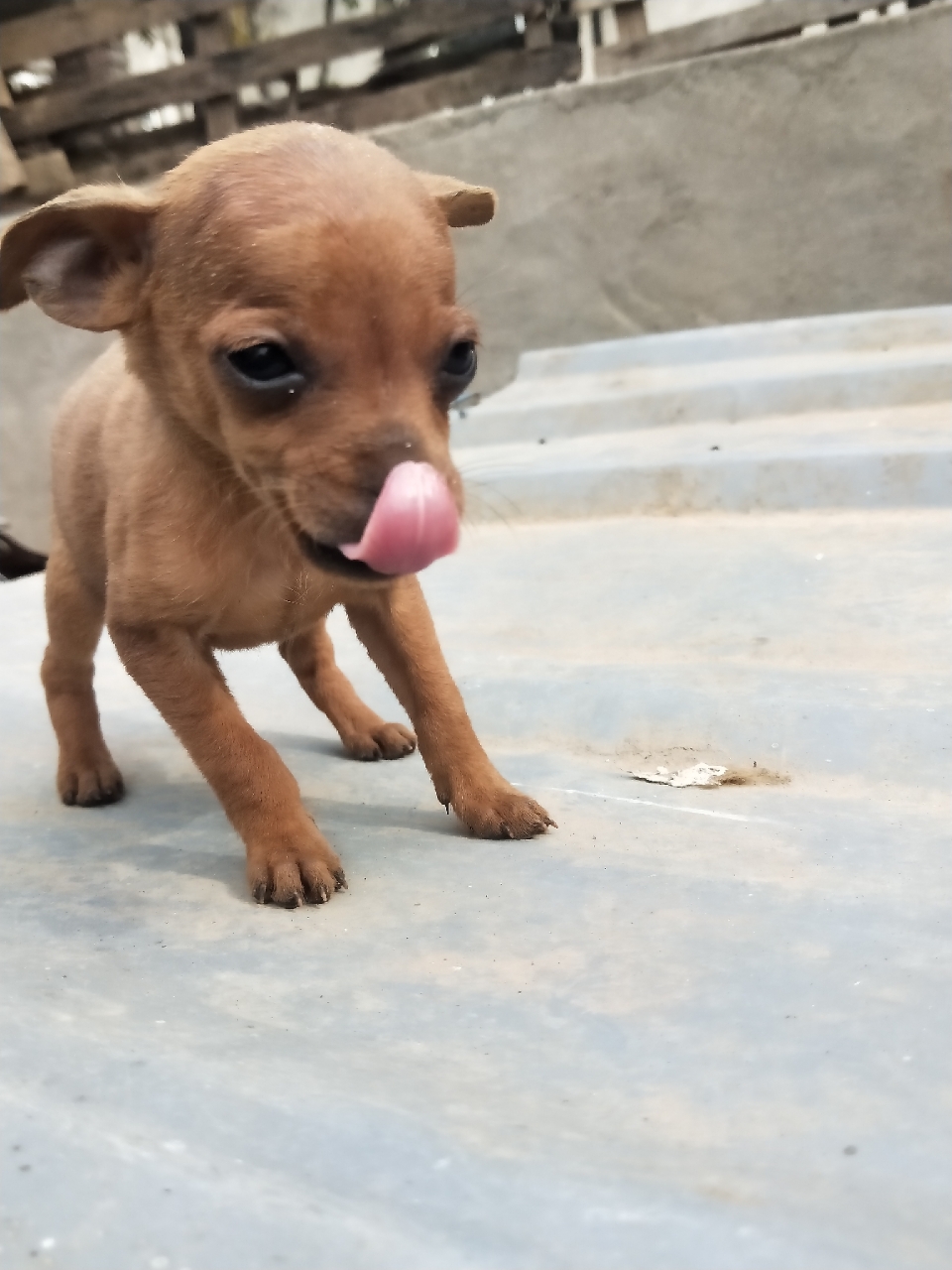 鹿犬和泰迪杂交种图片图片