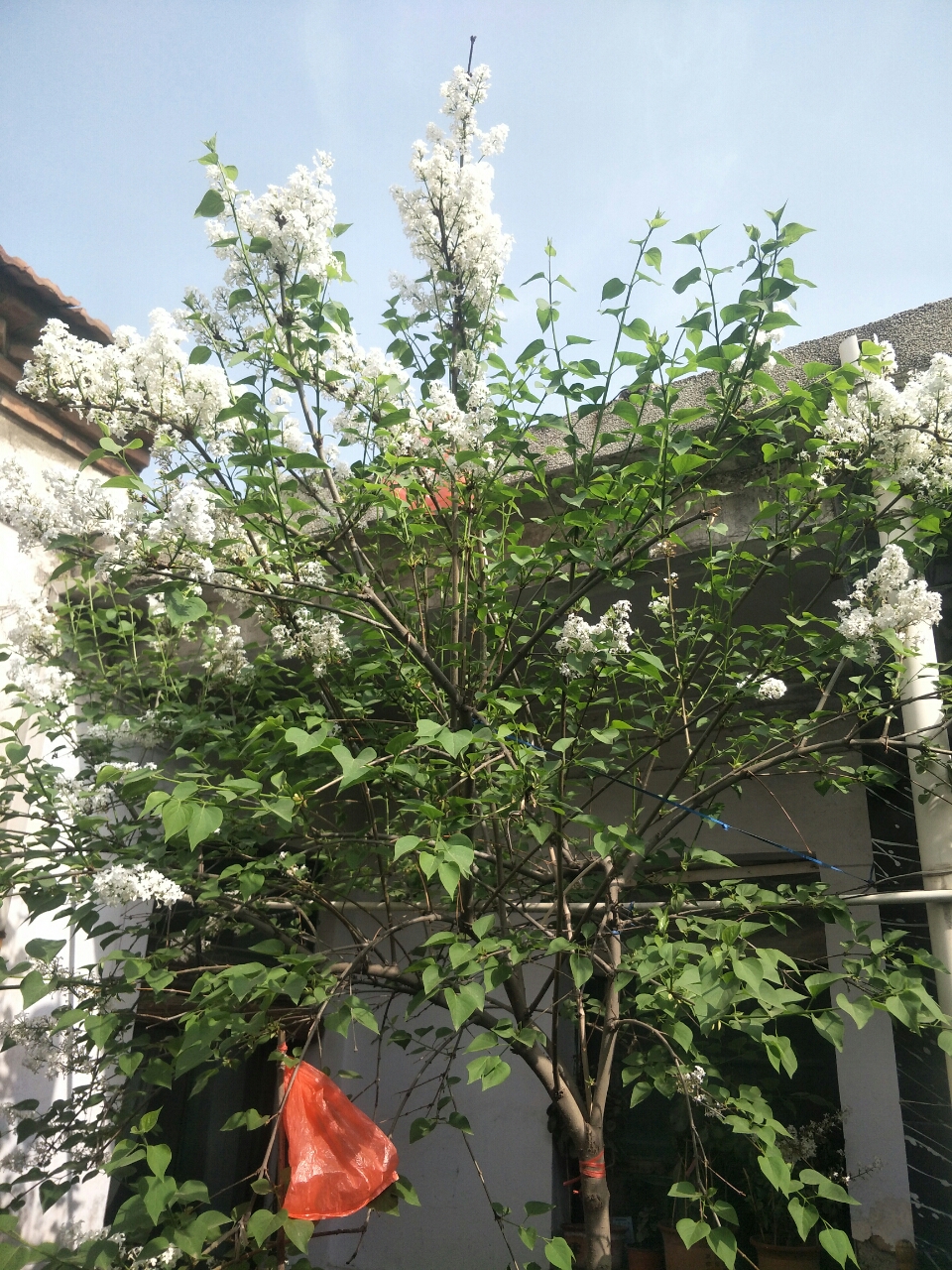白丁香花图片树干图片