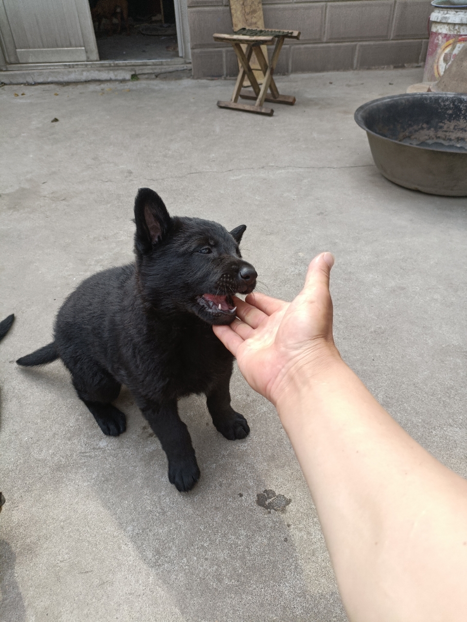 东德牧羊犬幼崽图片图片