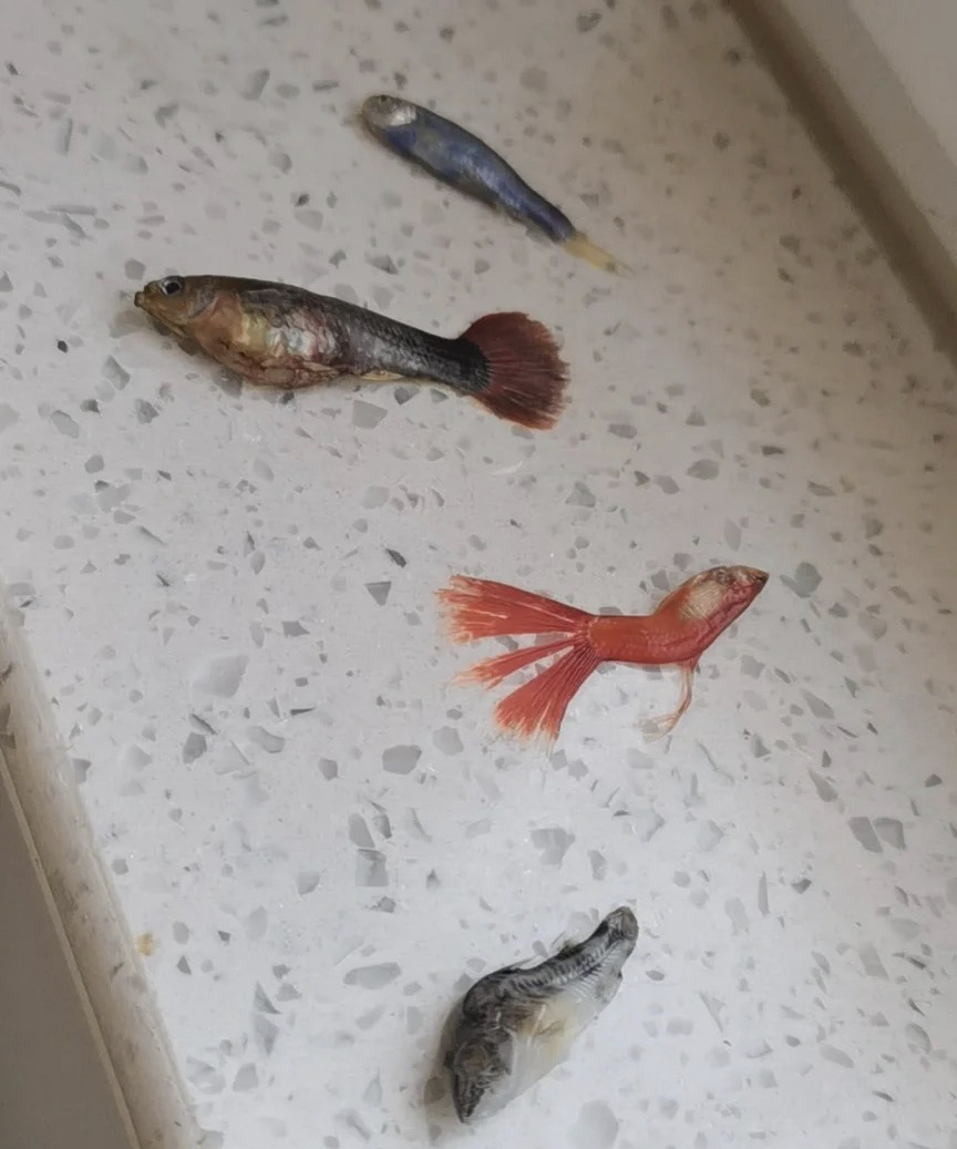 為什麼我養的魚老死