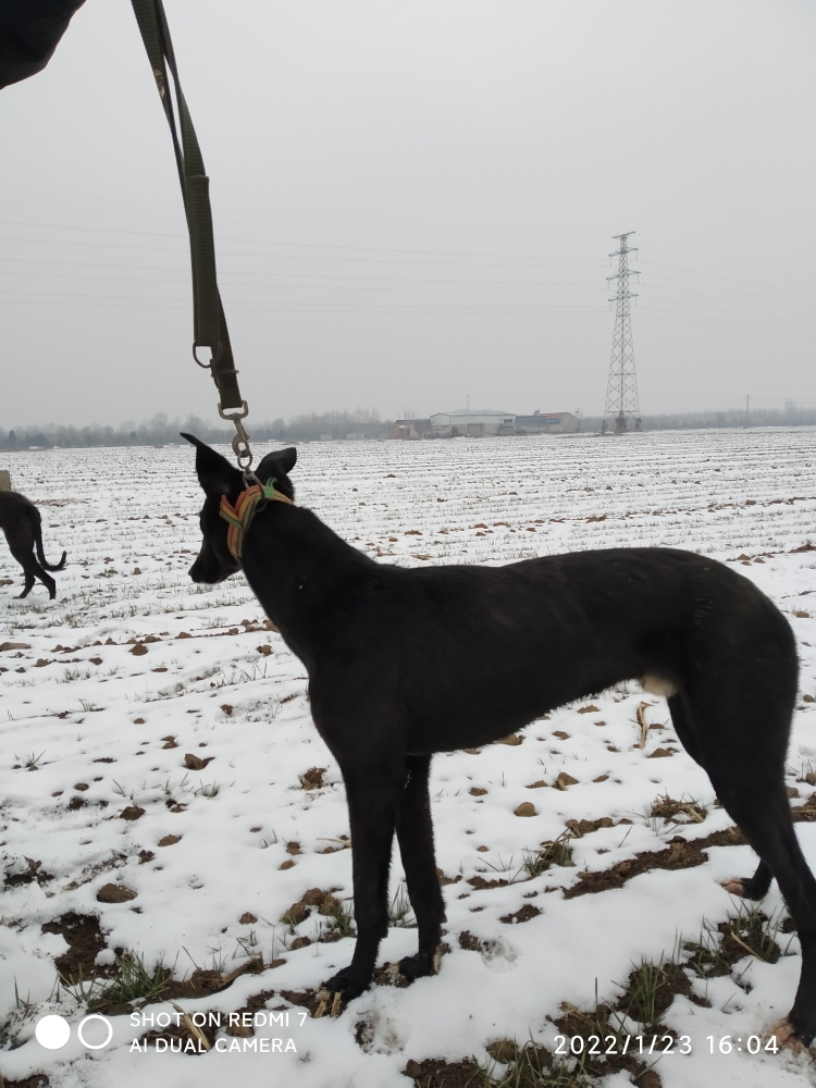 格惠犬顶级图片